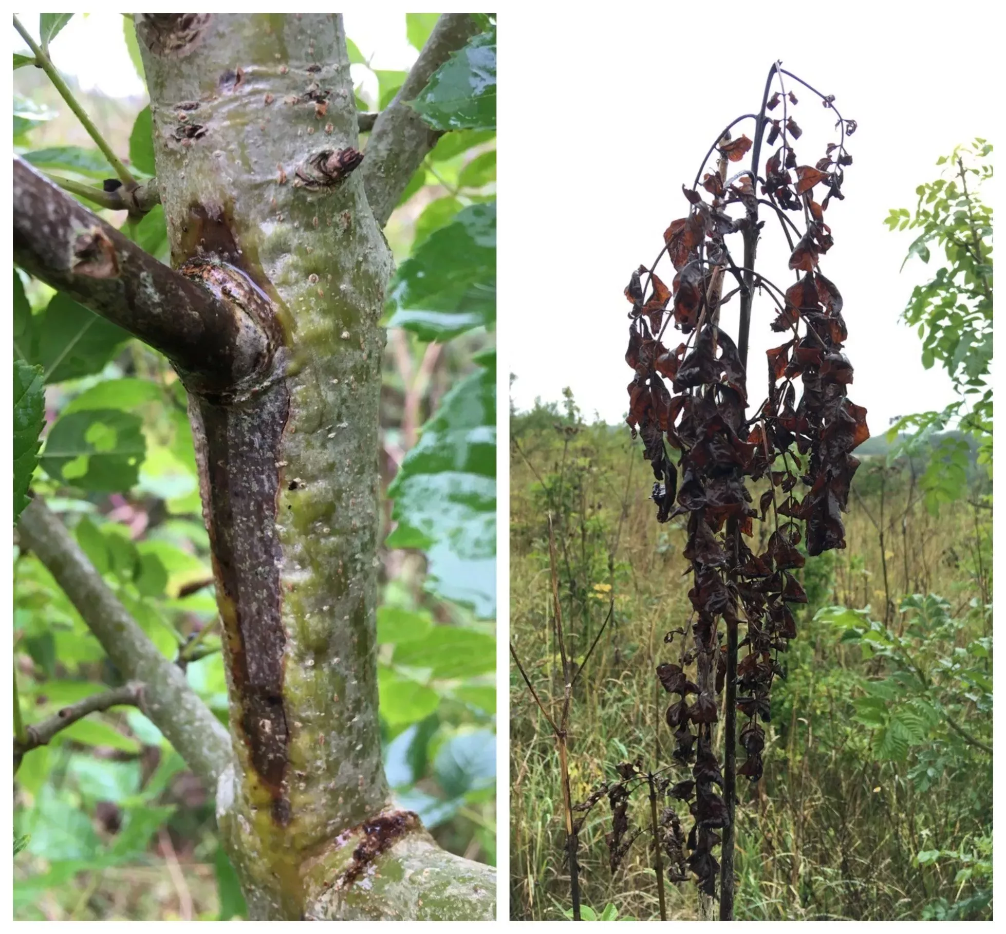 A lesion on a branch and wilted brown leaves caused by ash dieback