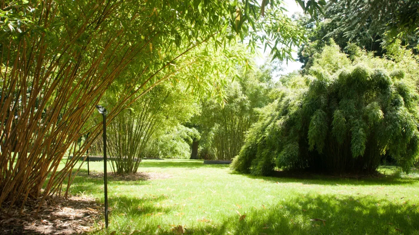 Bamboo garden, Royal Botanic Gardens, Kew 