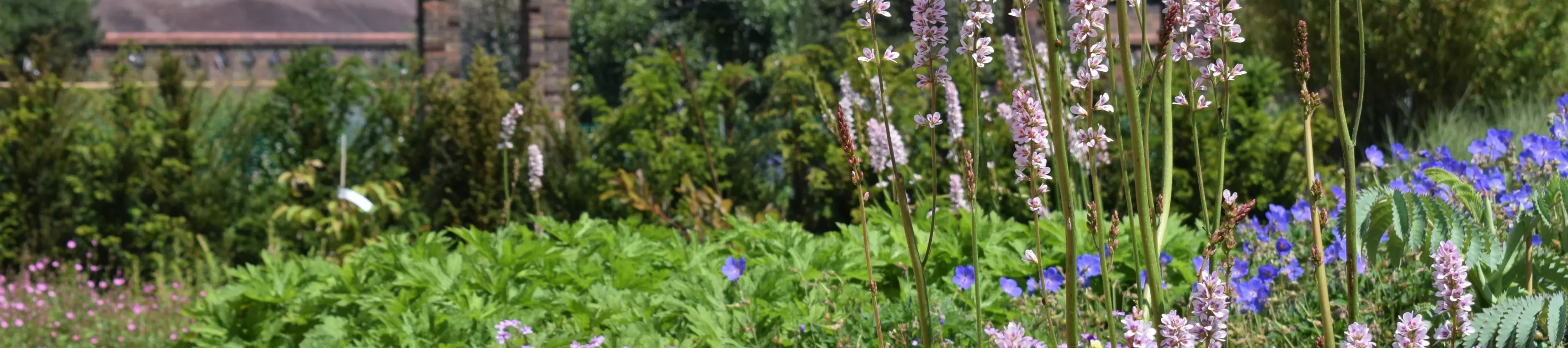 Flowers at the Agius Evolution Garden 