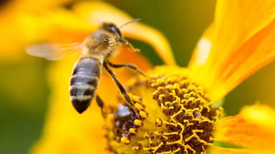 Bee pollinating yellow flower