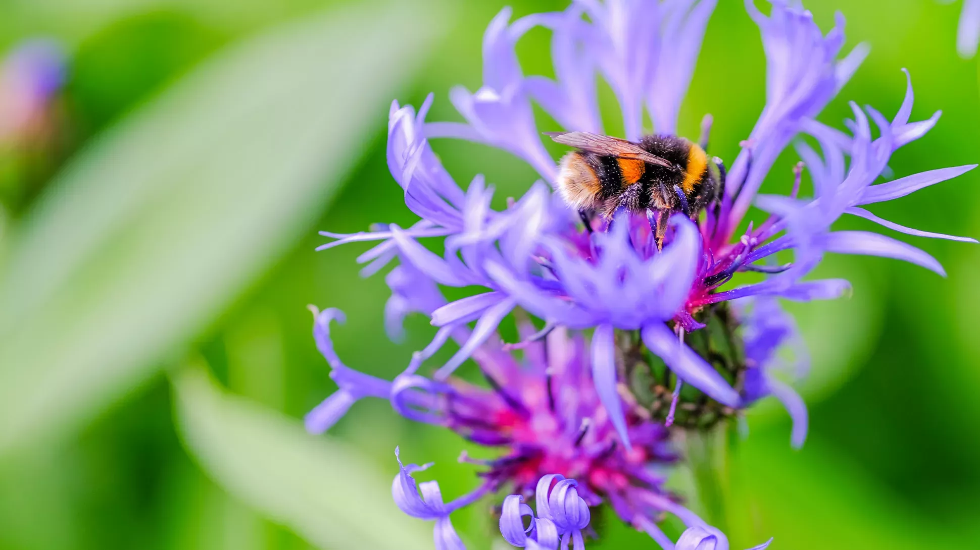 A bumble bee on a flower