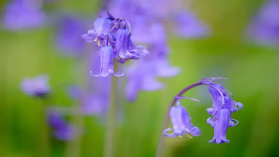 Indigo to blue flowers with nodding heads