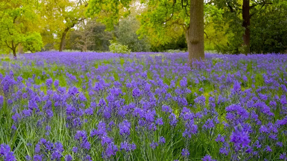 Bluebells (Hyacinthoides non-scripta) at Kew