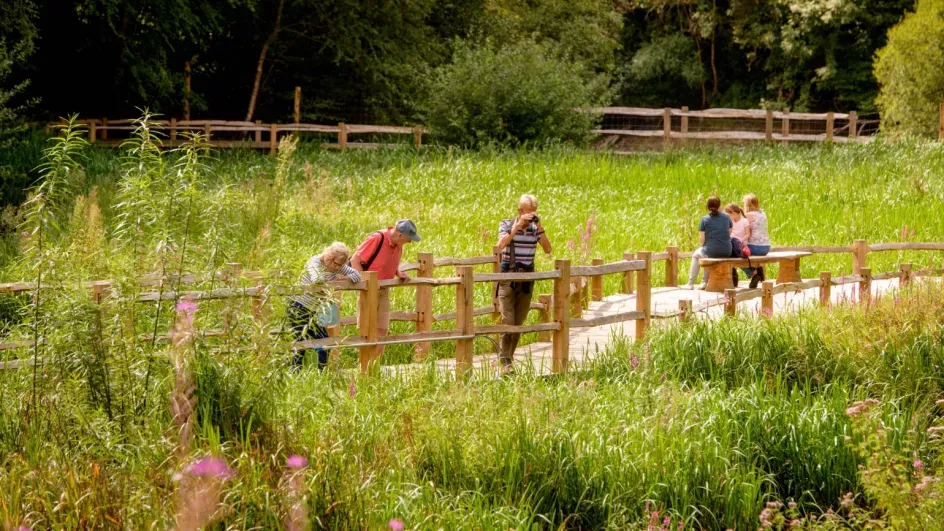 Man with binoculars on the Wetlands Boardwalks