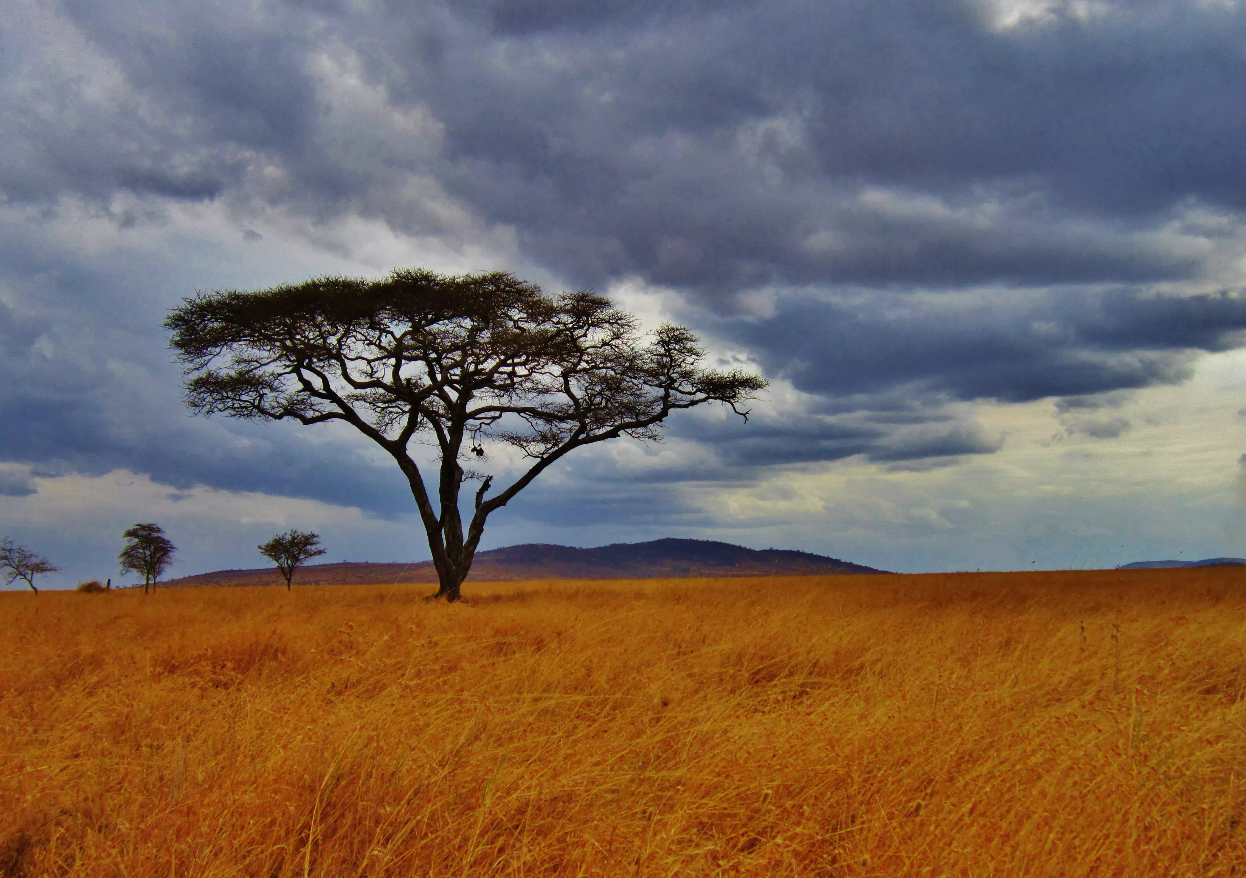 A photo of an African acacia tree standing alone among dry grass in Tanzania 