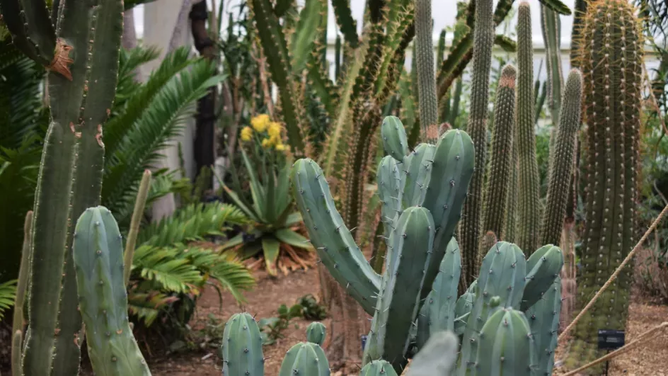 Cacti in the Princess of Wales Conservatory