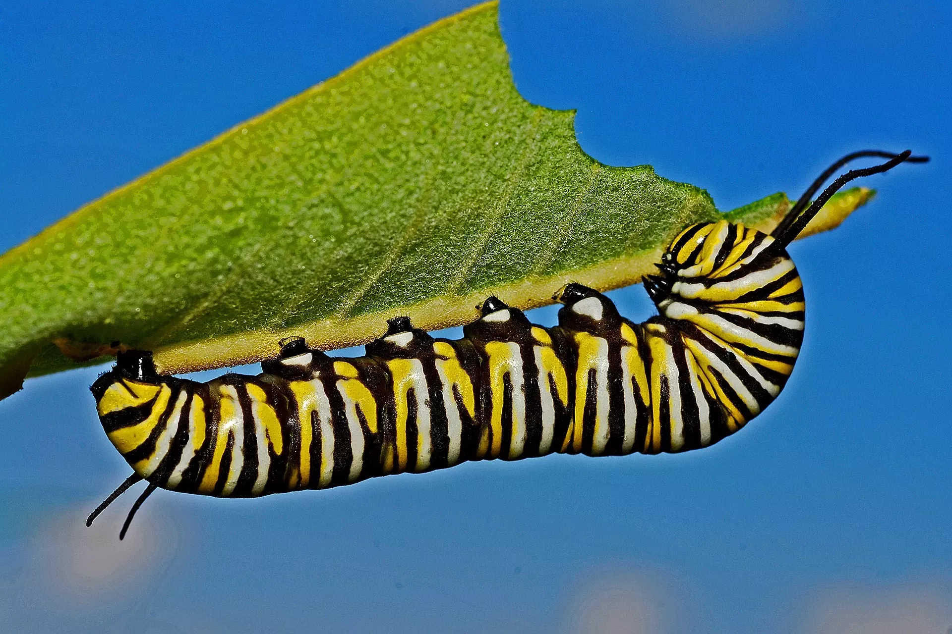 A large striped caterpillar has chewed through half a leaf