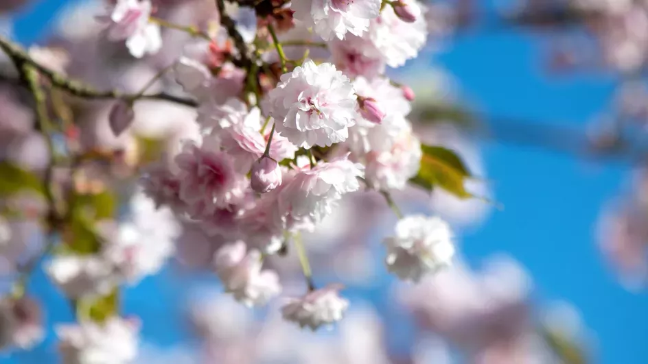 Cherry blossom on branches in spring