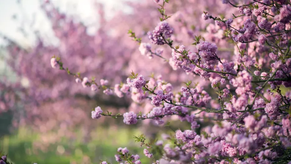 Cherry blossom near the Temperate House in spring