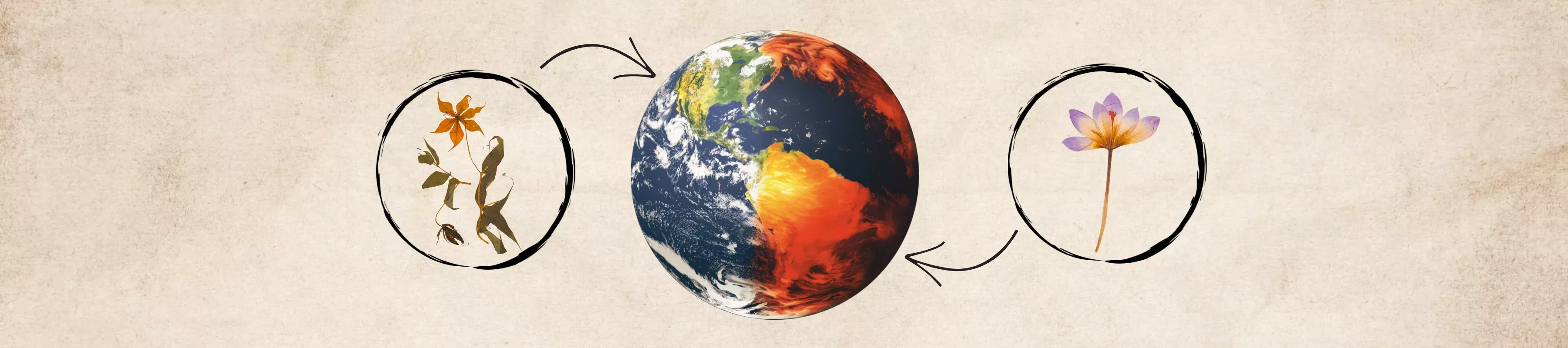 Herbarium specimens either side of a graphic of Earth, half of which is on fire
