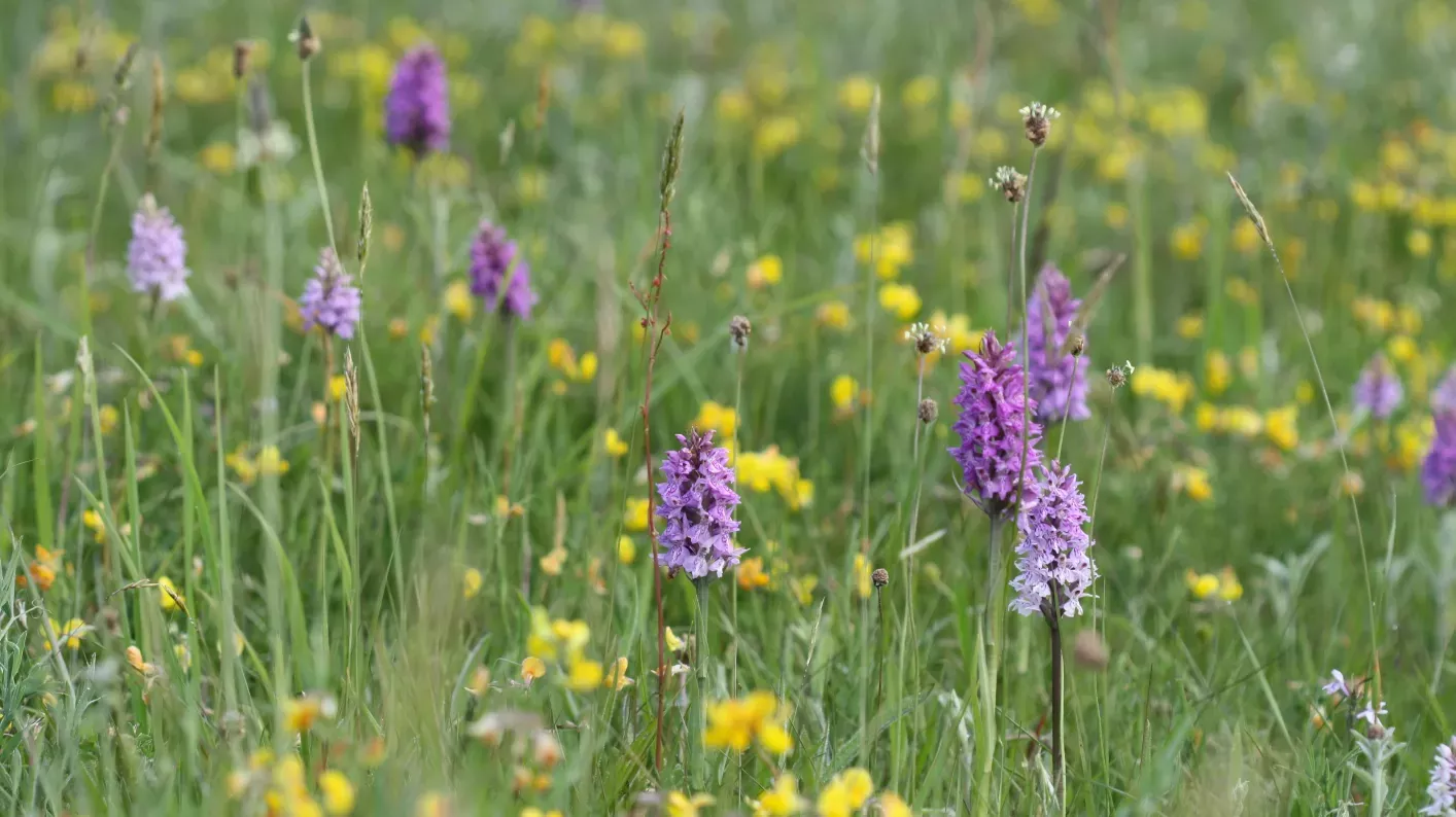 Purple and yellow flowers grow wild in a meadow at Wakehurst