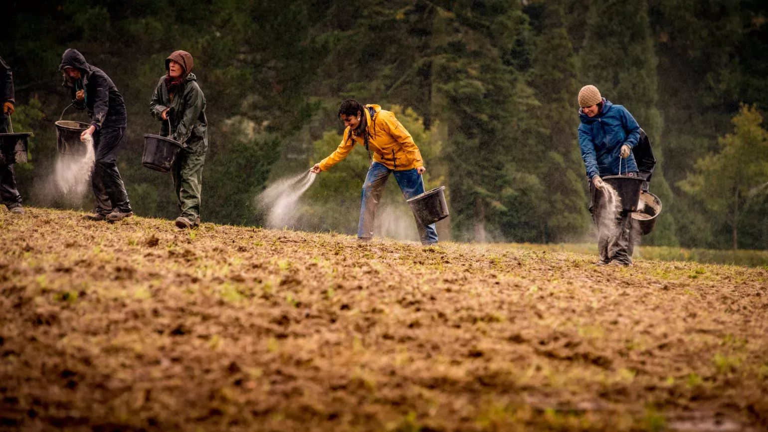 Seed sowing at Coronation meadow 