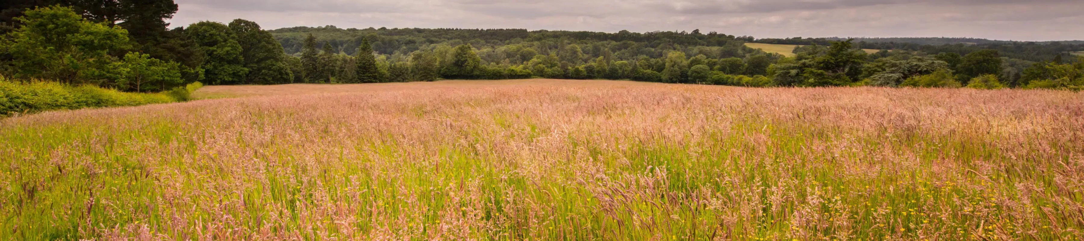 Coronation Meadow