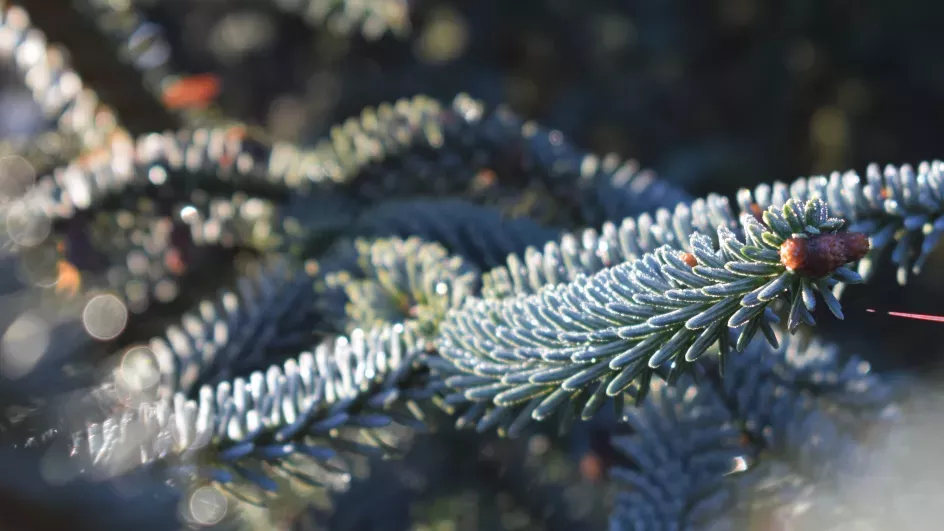 Pine tree in winter