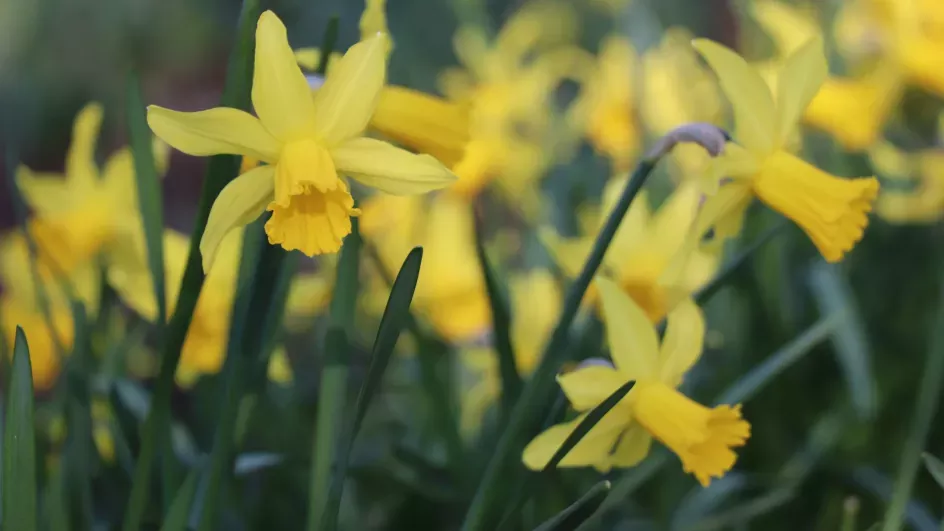 Cluster of yellow daffodils