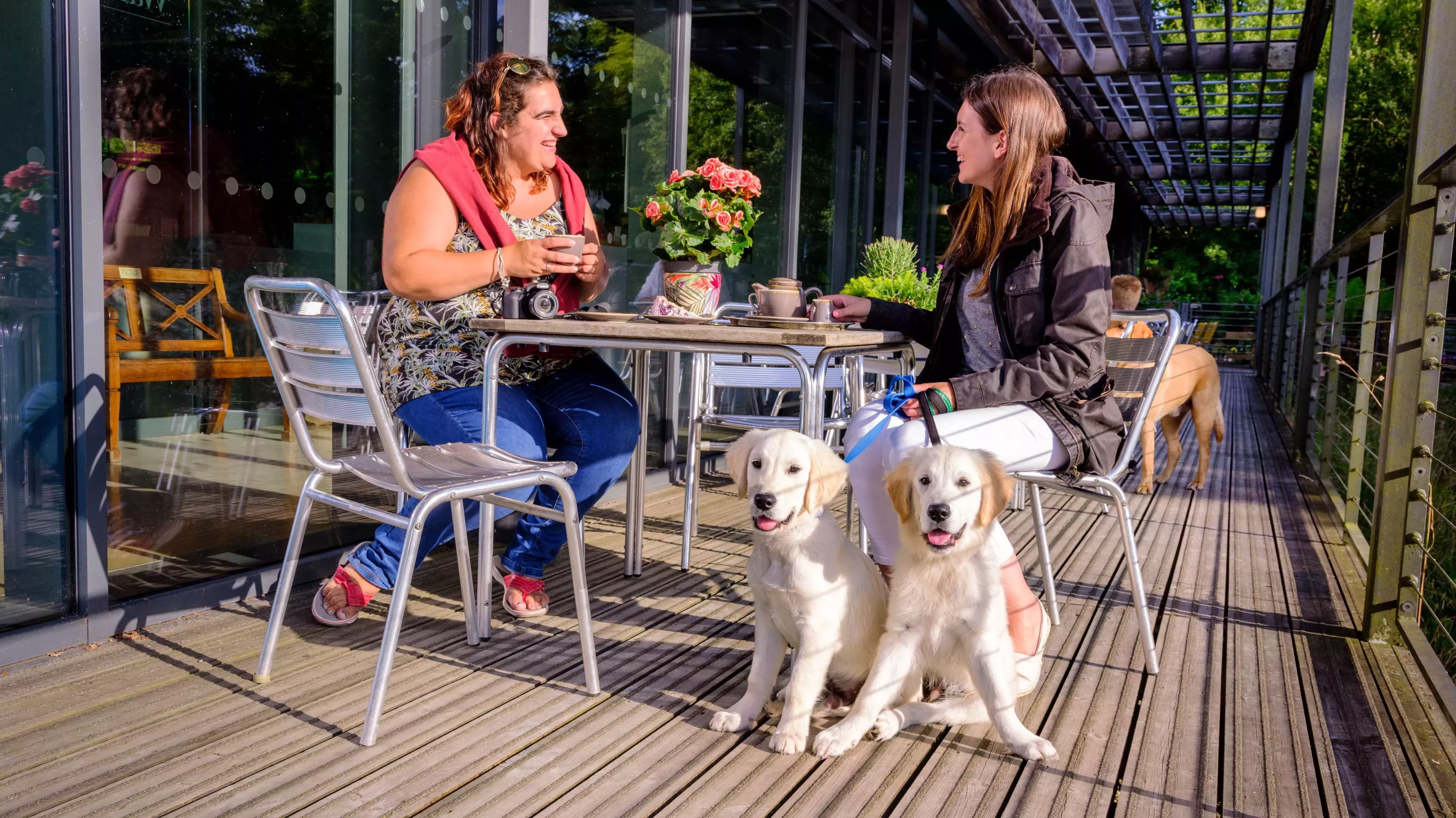 Dogs sit outside the Seed Cafe with their owners