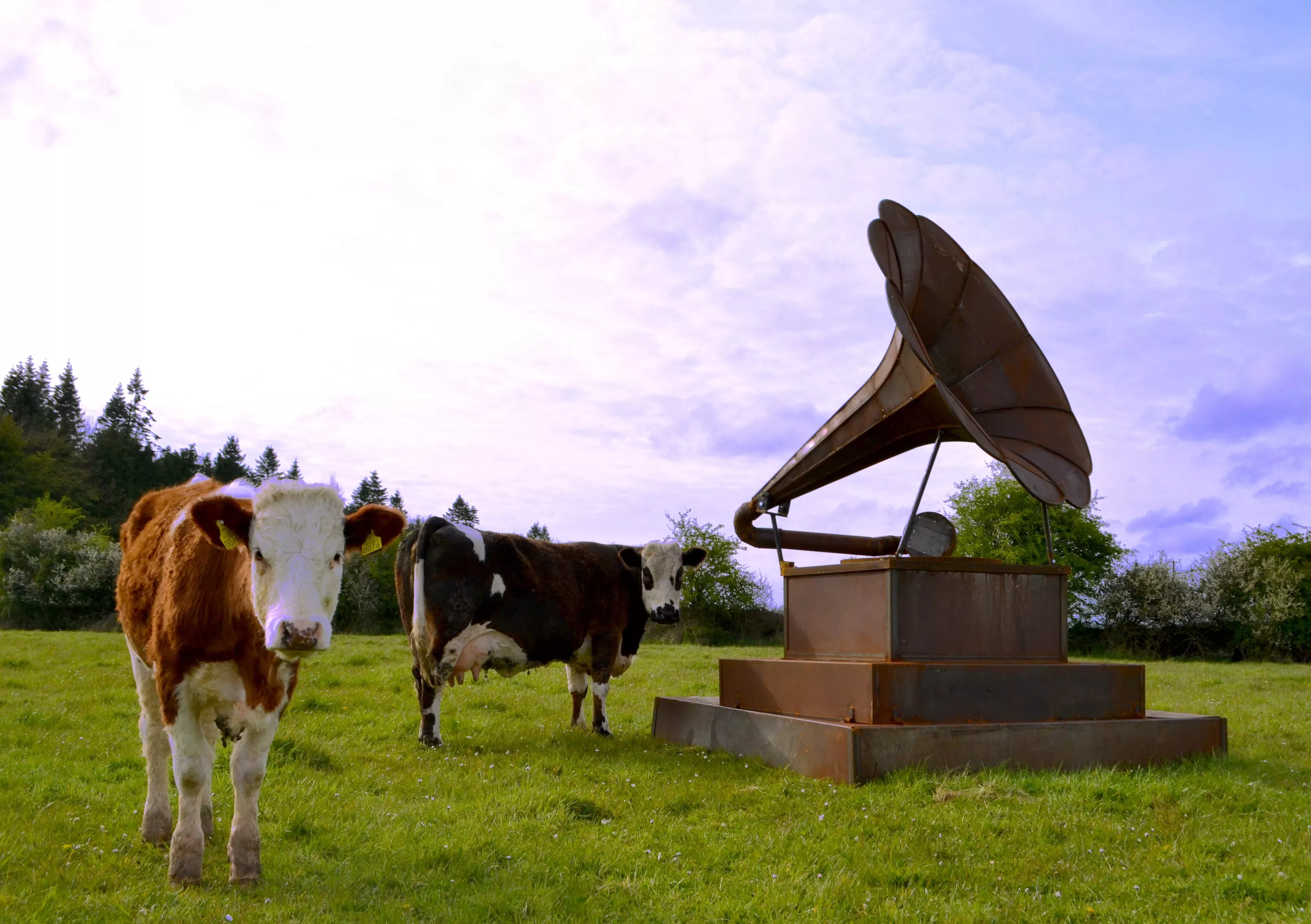 A giant metal gramophone sculpture on a platform in a field with two brown and white cows