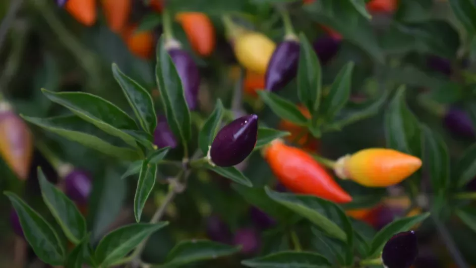 Colourful chillies in the Kitchen Garden