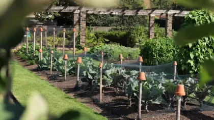 Kitchen Garden 