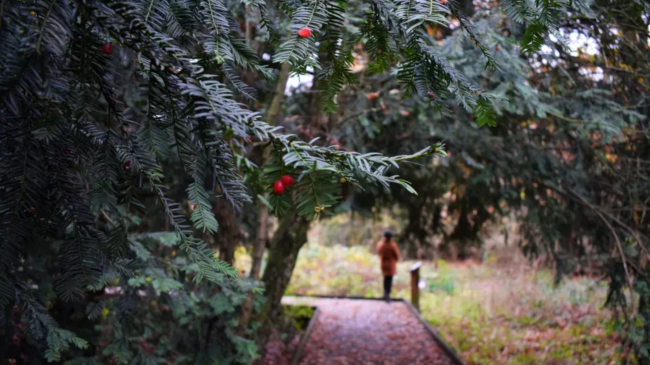 Yew tree in the Natural Area