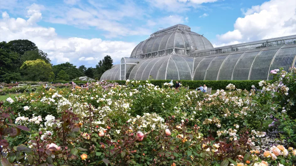 Several colourful roses growing in front of a large glasshouse