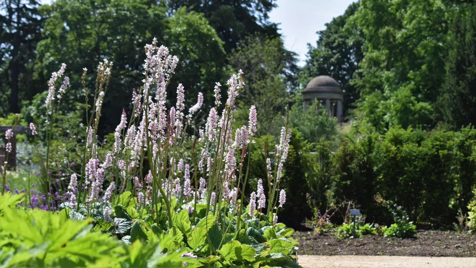 Agius Evolution Garden view