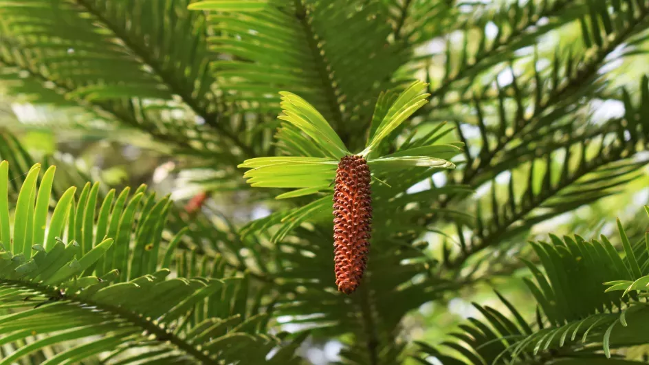 Wollemi pines, Coates wood, Wakehurst, Ellen McHale/RBG Kew