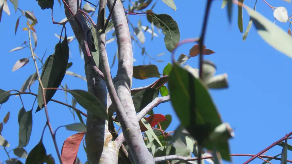 Morrisby's gum with smooth, light grey bark and lance-shaped, green leaves