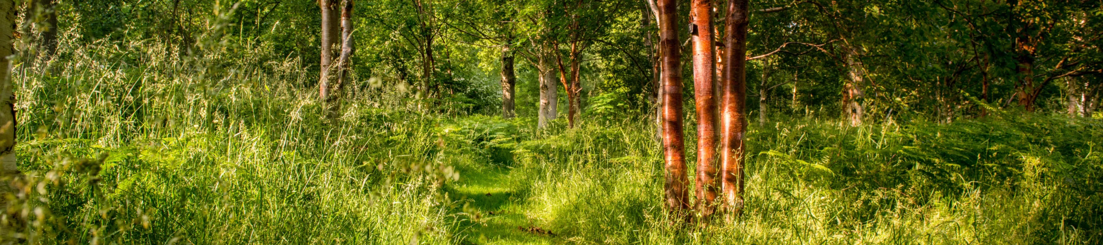 A path through a woodland with high grass