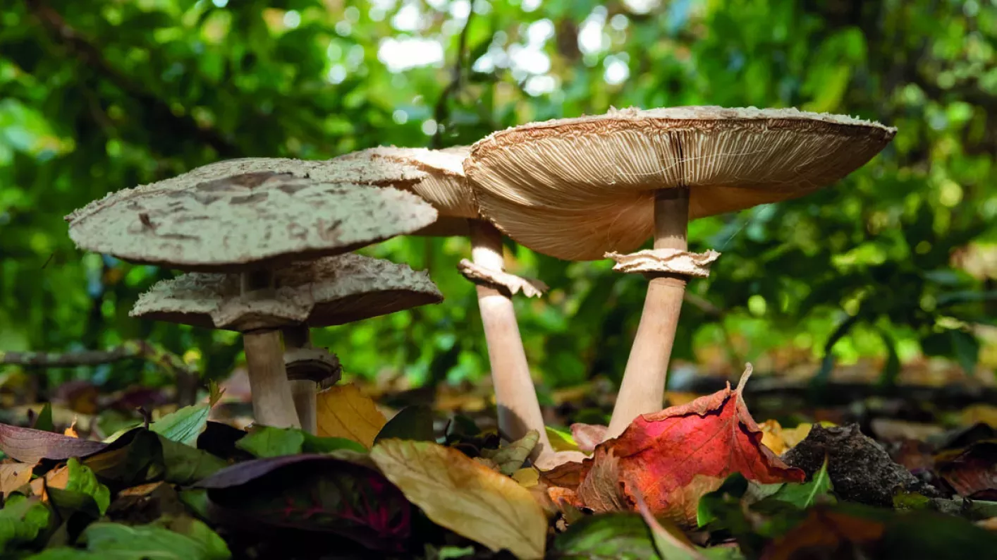 Shaggy parasol (Chlorophyllum rhacodes). Mushroom on woodland floor with a shaggy cap.