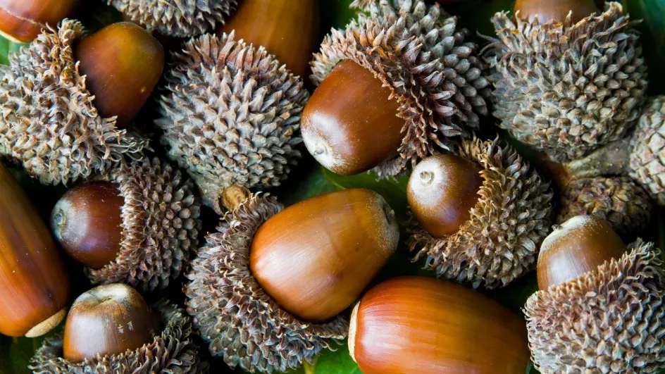 Seeds of the chestnut-leaved oak (Quercus castaneifolia)