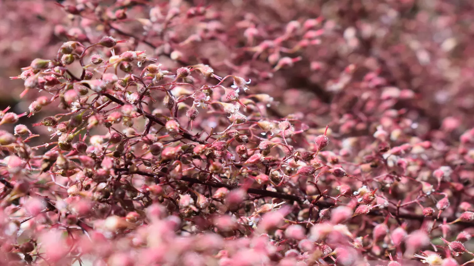 Pink flowers