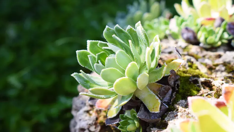 Alpine plants in the Rock Garden