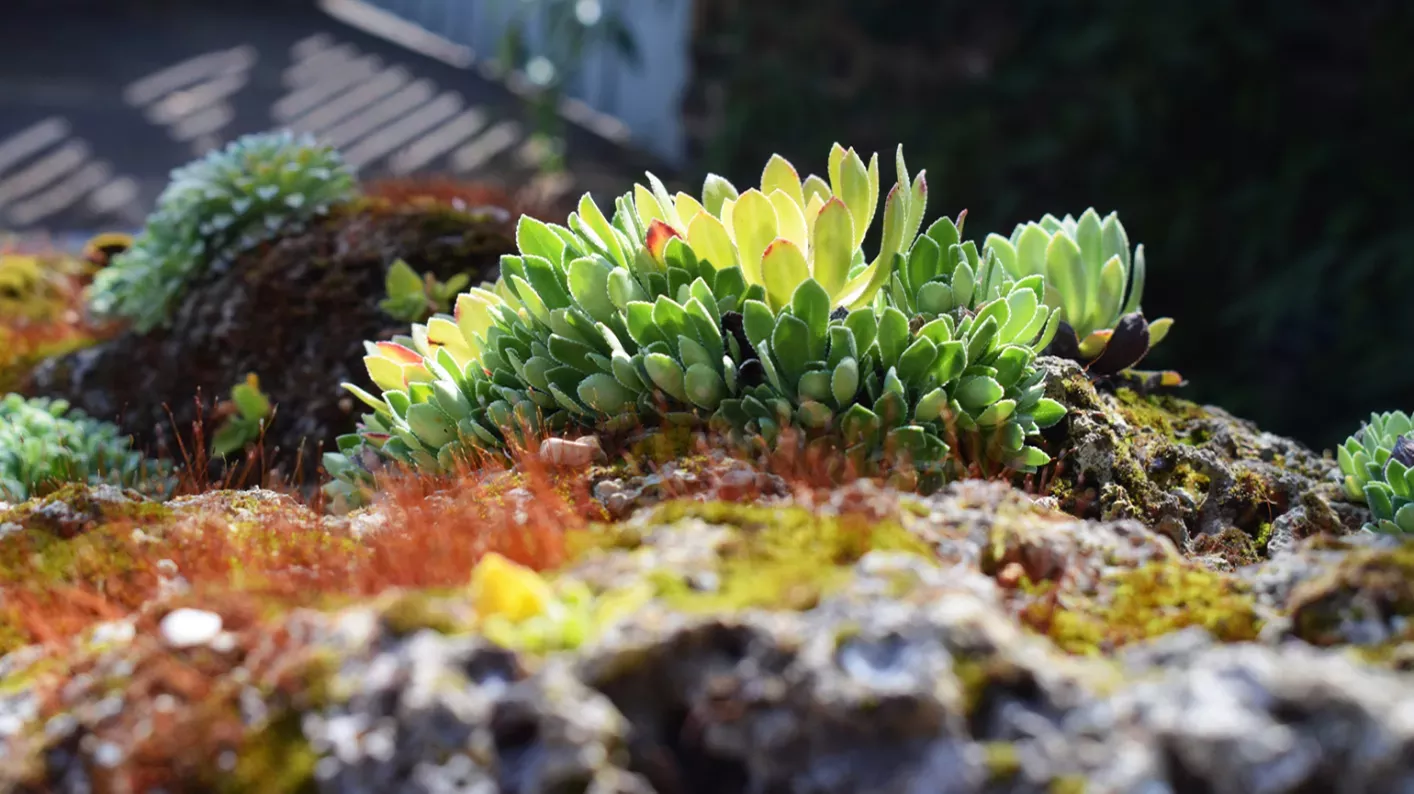 Alpine plants in the Rock Garden