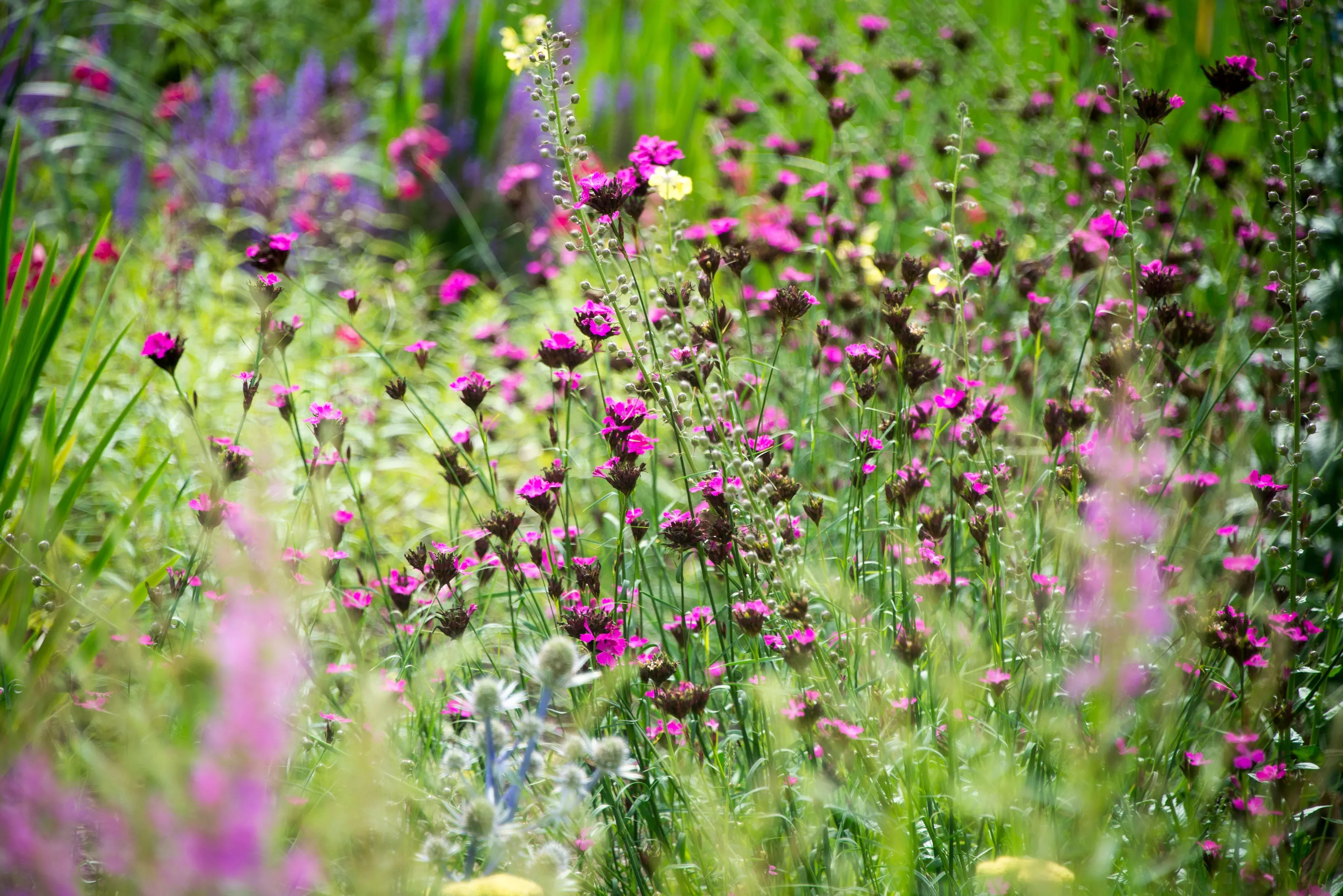 Great Broad Walk Borders, RBG Kew