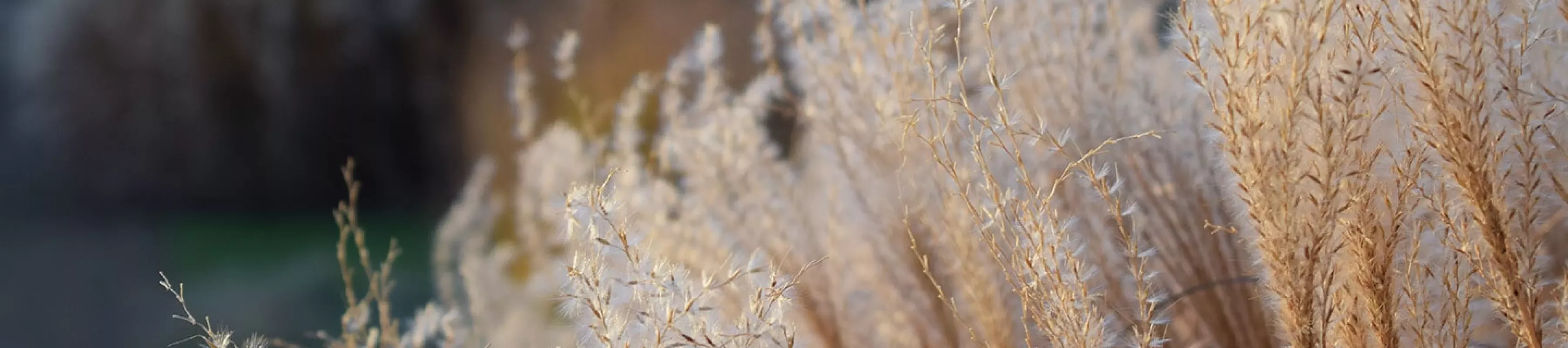 Close-up of grasses in the Grass Garden at Kew