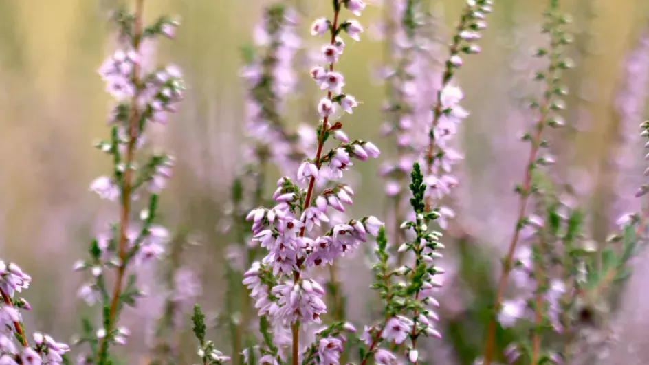 Light purple flowers of heather plants