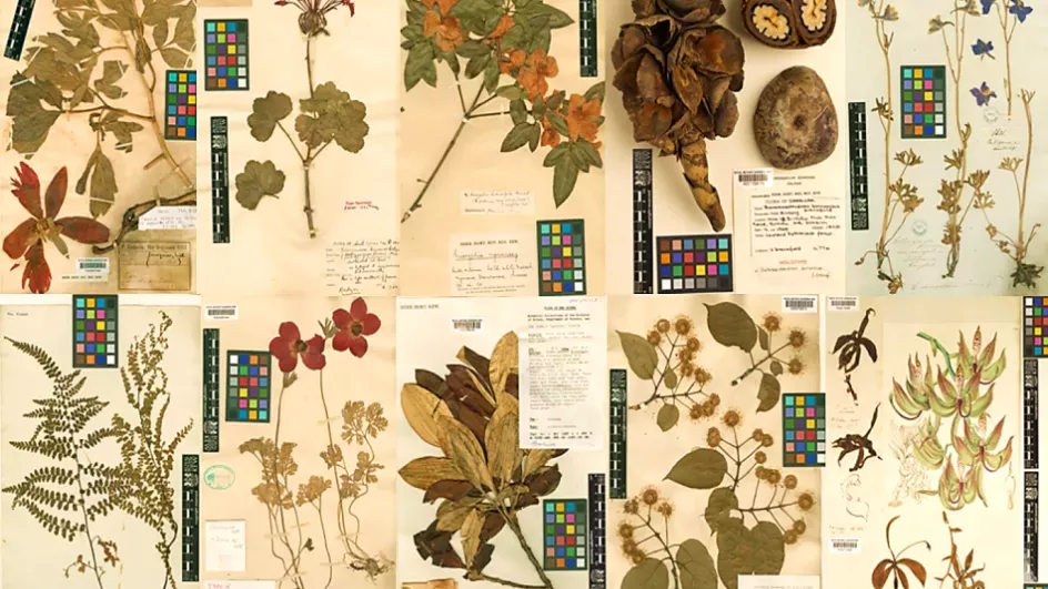 Herbarium specimens laid out