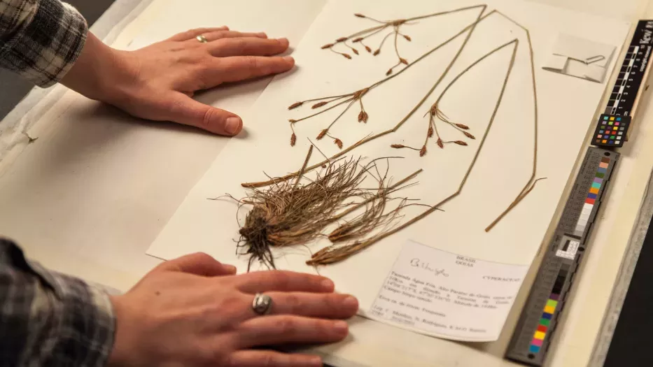 Person's hands are seen resting on a herbarium specimen