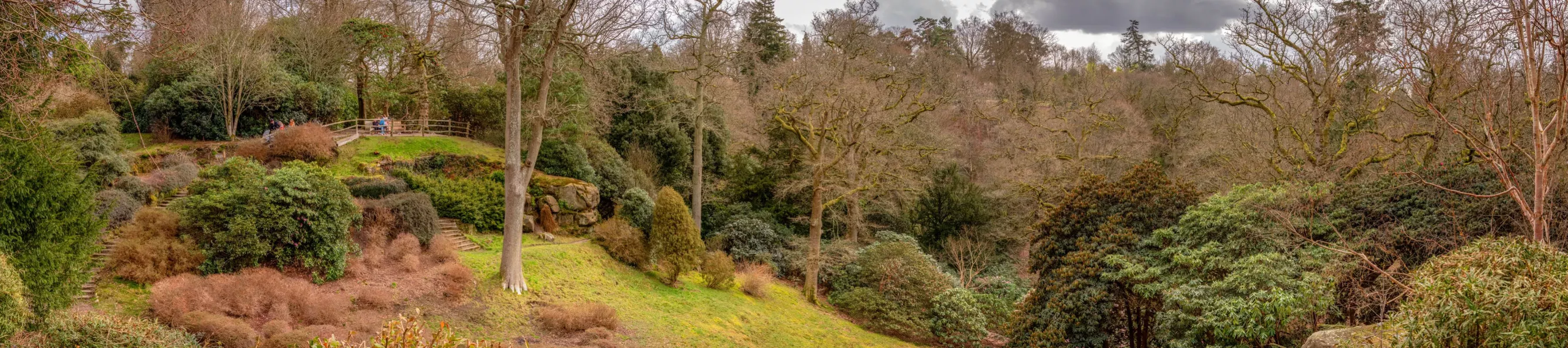 A valley with many trees, rocks and plants