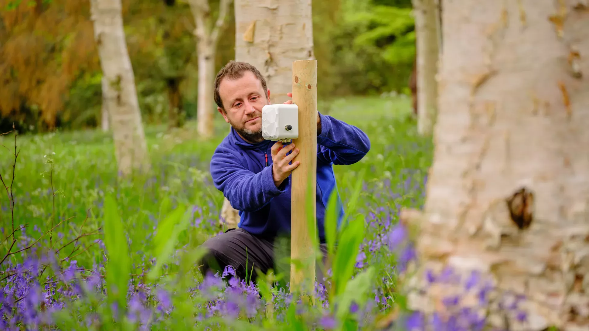 A scientist fixes a sensor on a pole, in a field of bluebells.