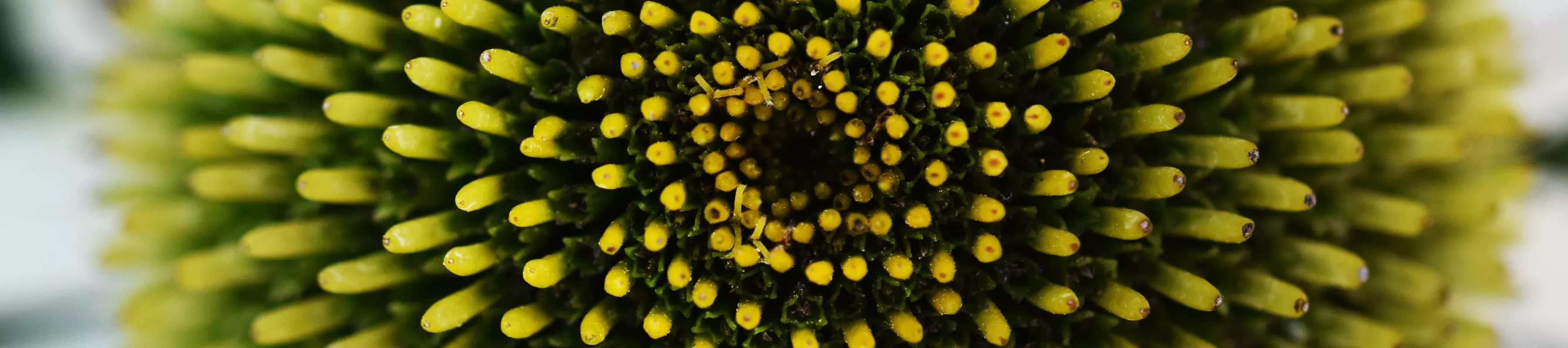 Close-up of a plant