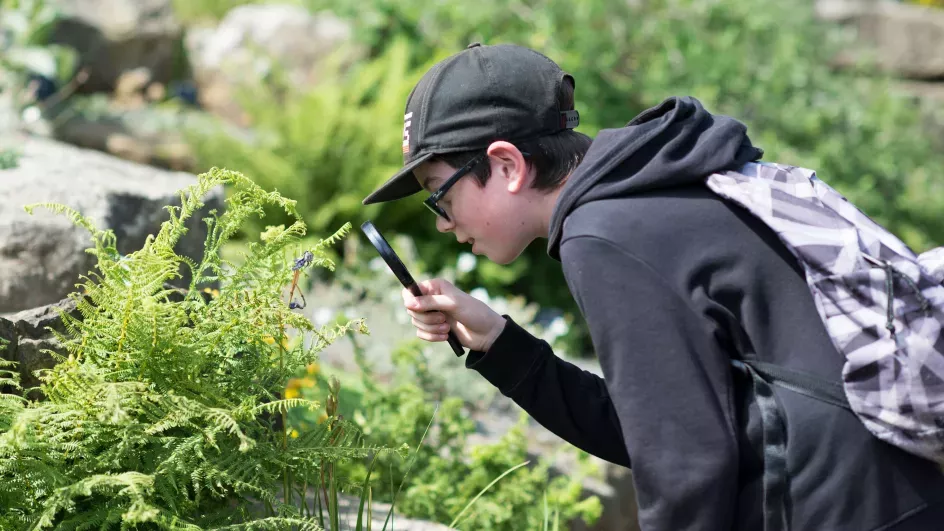 Pupil looking at a plant on a school session 