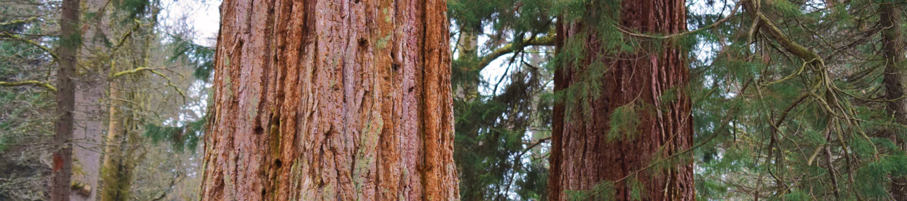 Redwoods at Wakehurst