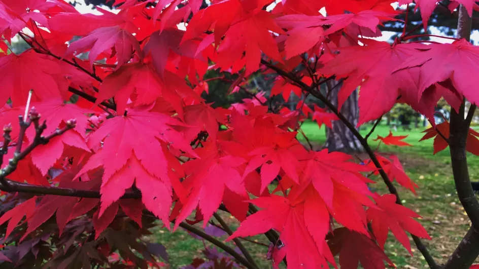 Acer palmatum 