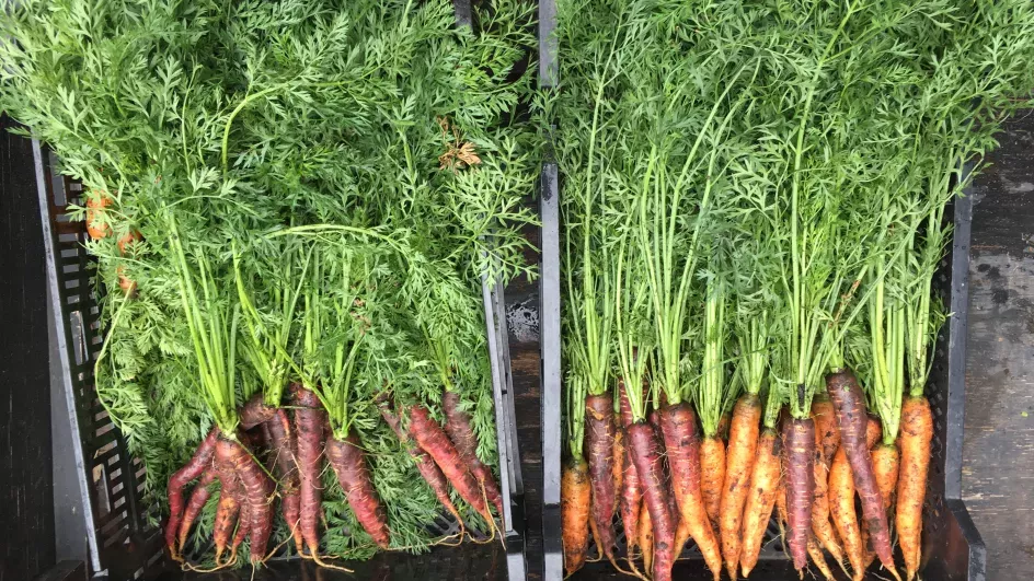 Carrots fresh out of the dirt