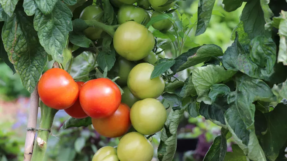 Tomato 'Shirley' in the Kitchen Garden