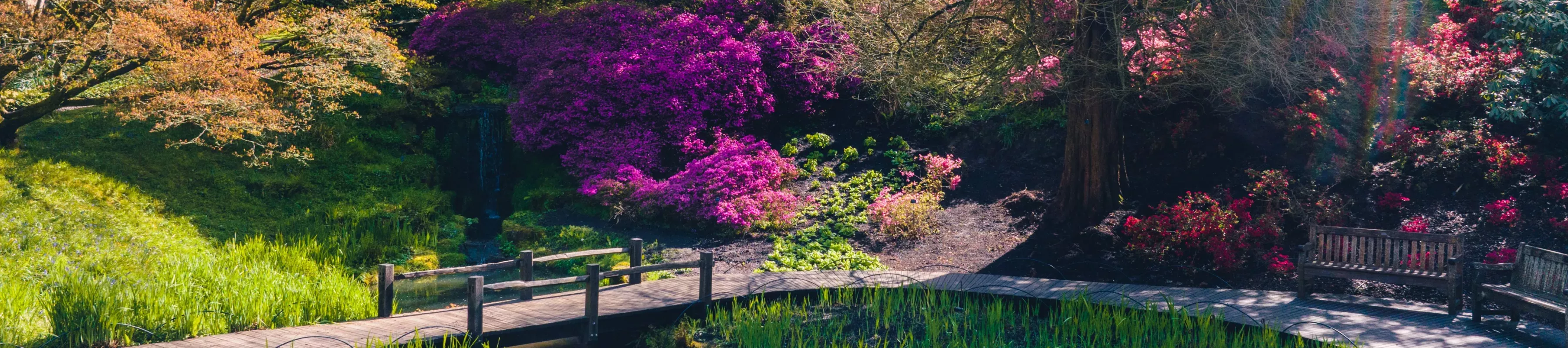 Wooden footbridge leading through a sunny dell with large bushes covered in deep pink flowers