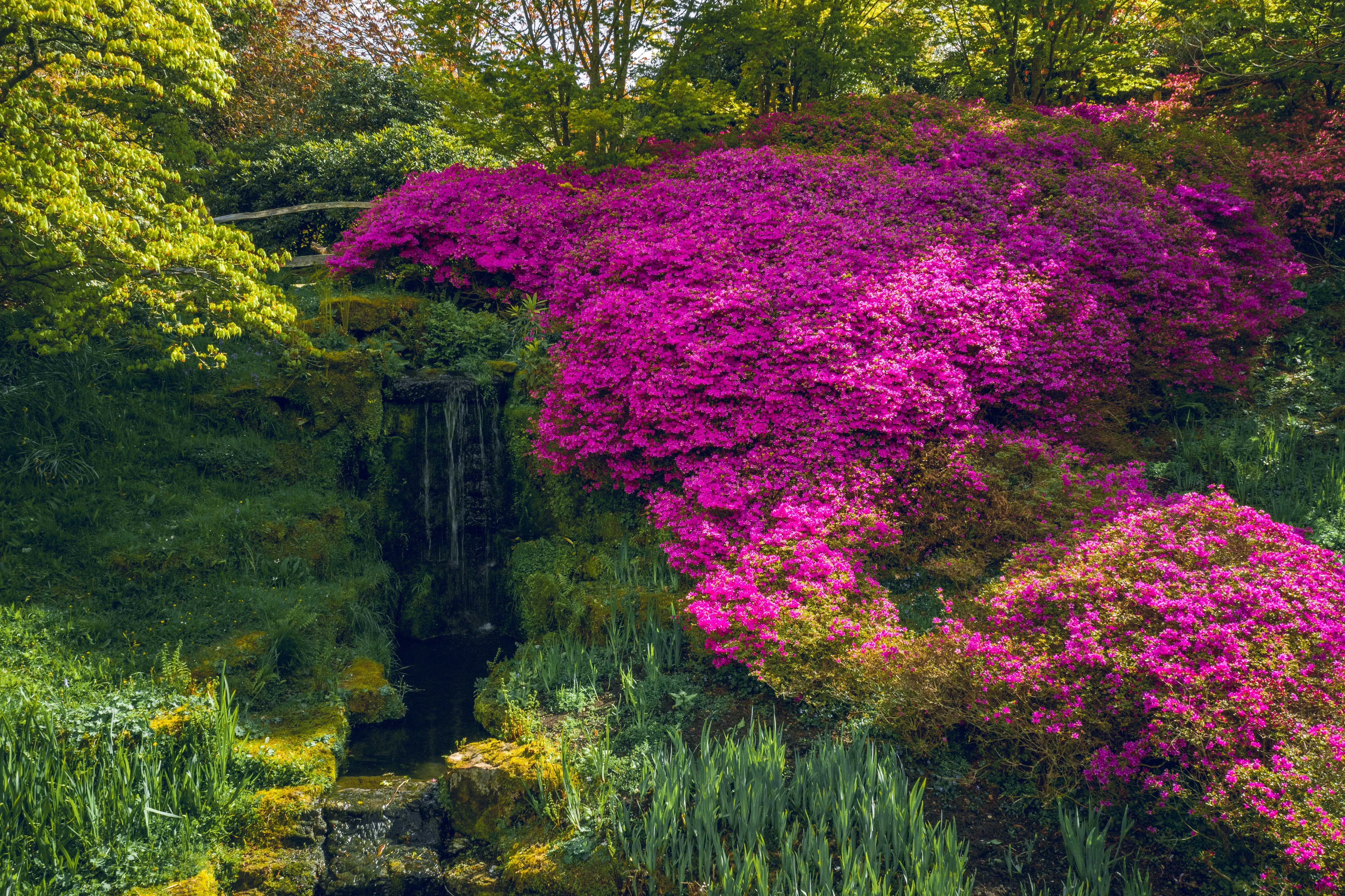 A bright pink azalea bush in Wakehurst's Iris Dell