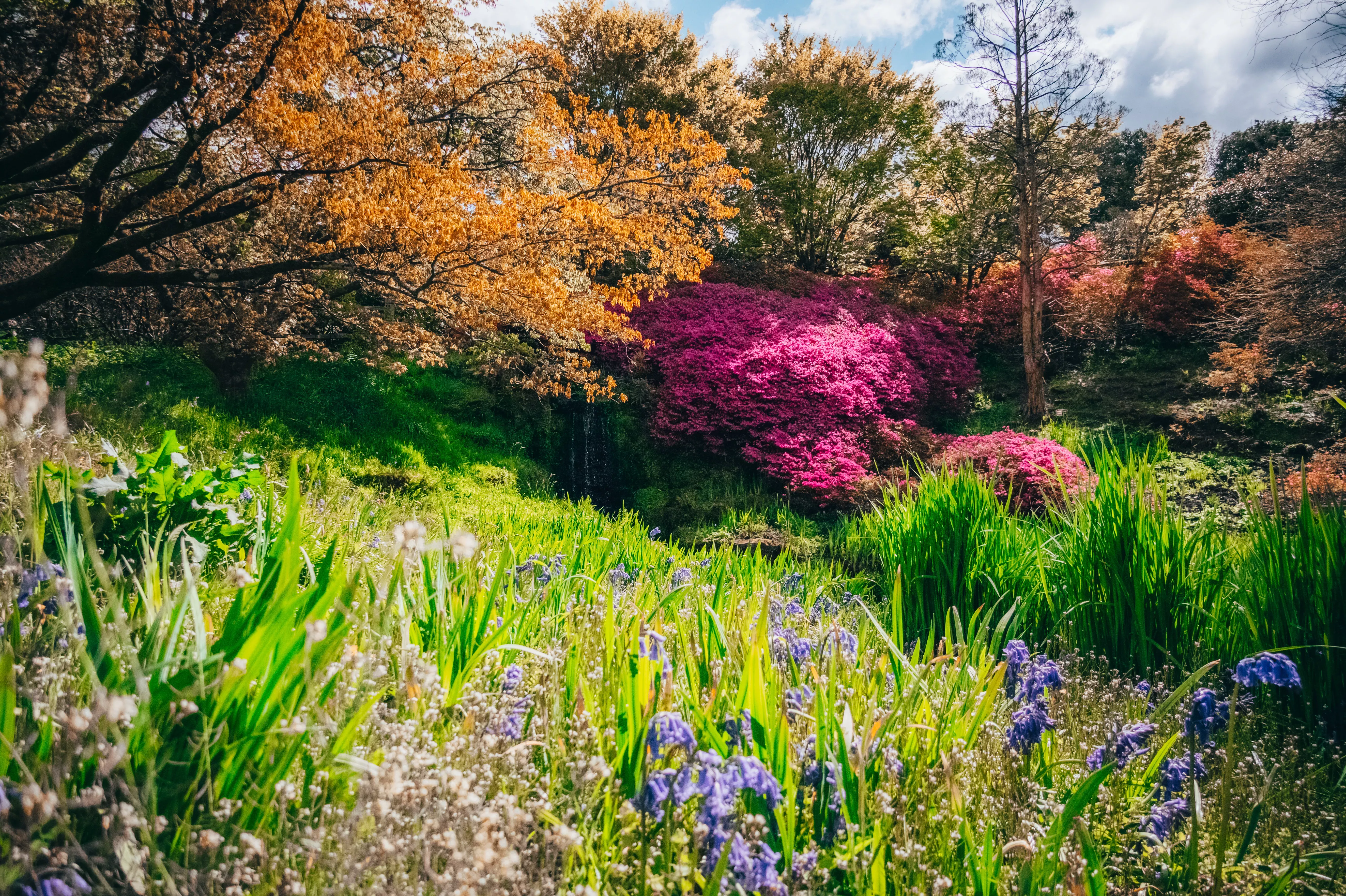 Irises in the foreground and a bright pink azelea bush